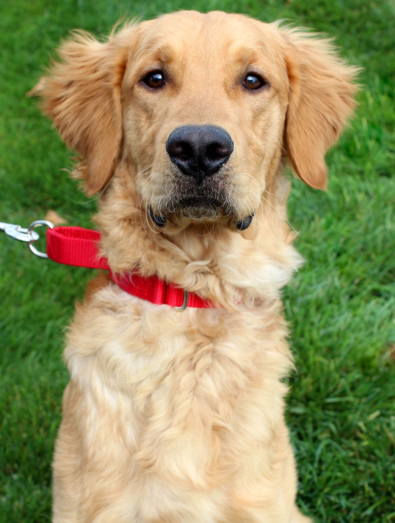 Golden Retriever for adoption.